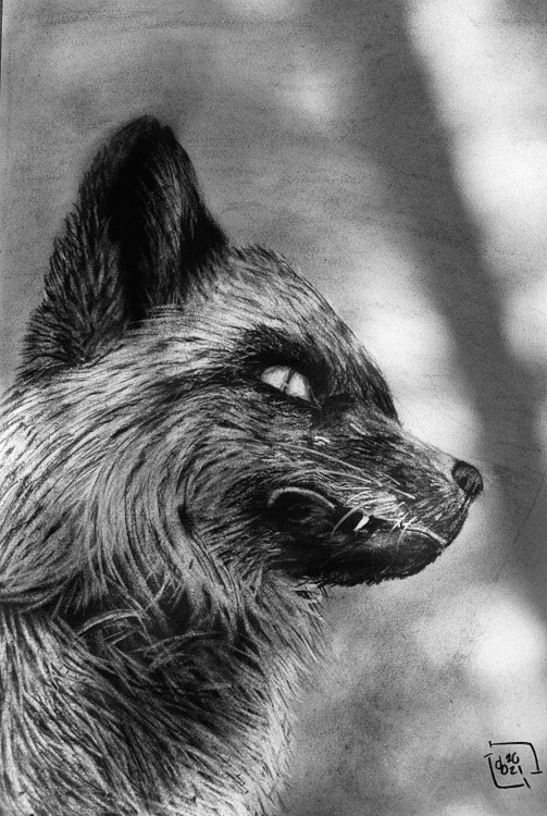 Snaggle Fox