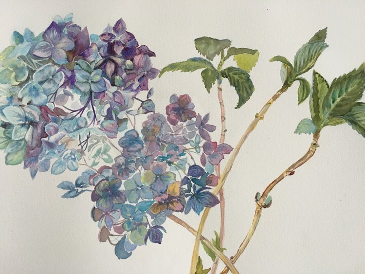 Hydrangea in blue