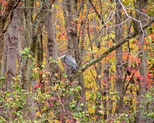 Heron In Autumn