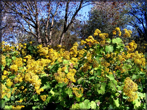 Yellowish Flowers to Warm the Soul of the Trees