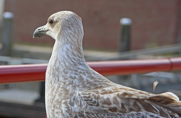 Portrait of a young seagull