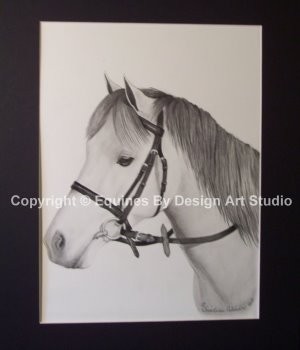 Timmy Graphite Horse Portrait