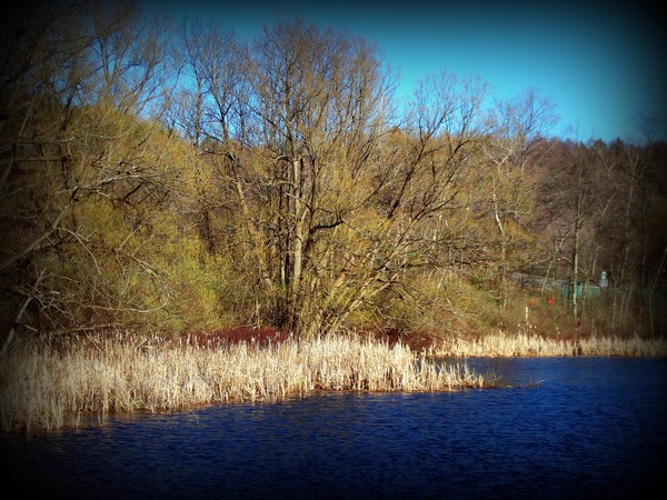 Spring On Leland's Pond 1