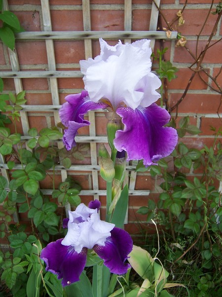 Blue-Violet Irises