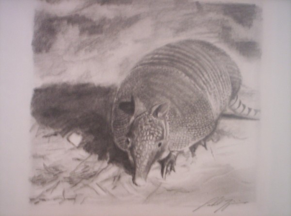 Armadillo