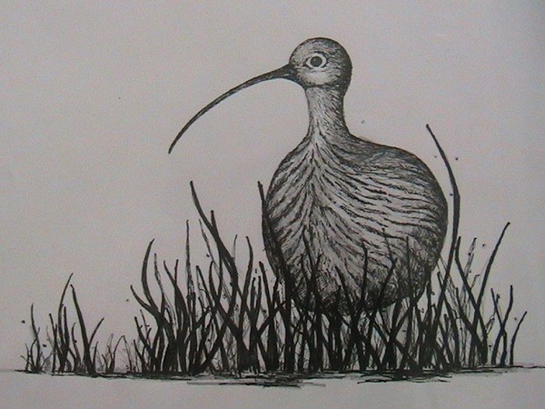 Pen and Pencil Curlew