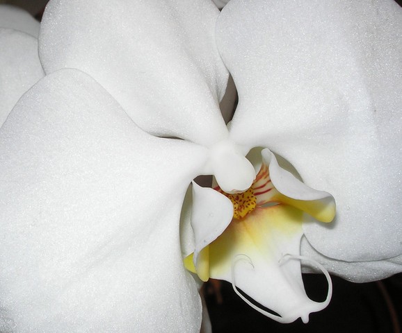 Pure white orchid