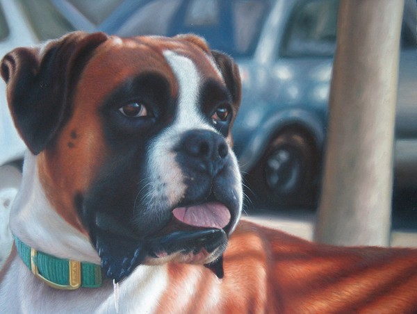 Pet oil portrait  from photo - Boxer