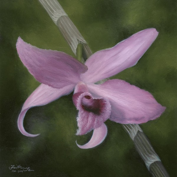 Dendrobium Anosmum Orchid - Daily Painting #134