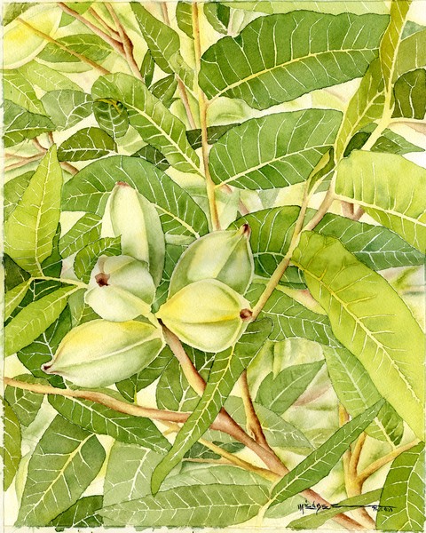 Young Pecans