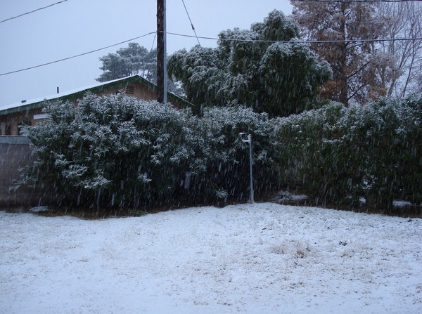 Snow on my back yard