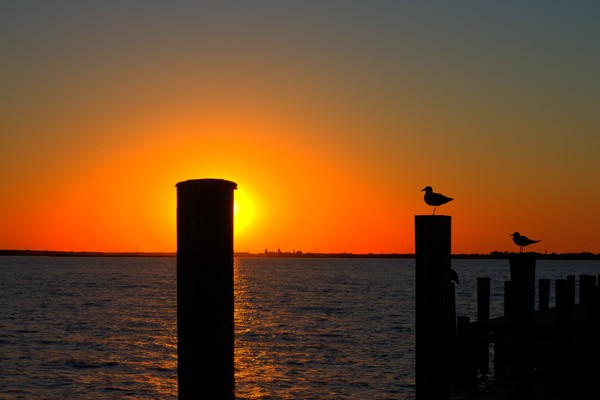Sunset Seagull Silhouette