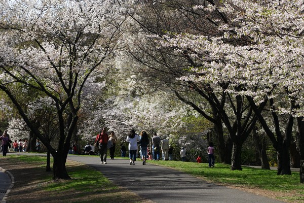Newark Spring Cherry Trees