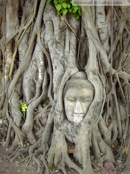 Ayutthaya Buddha Tree Face