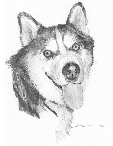 husky dog portrait