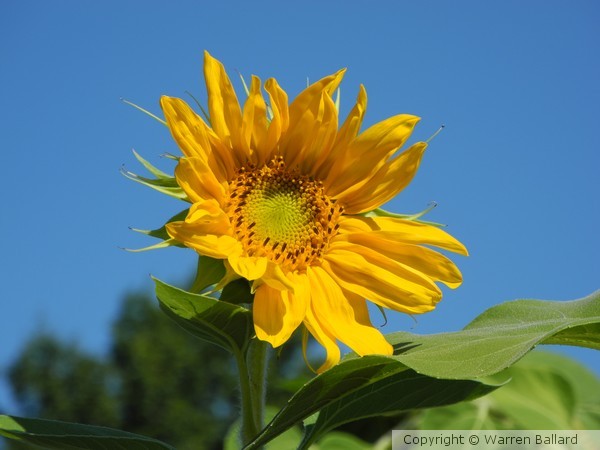 Sunflower 8/30/2012