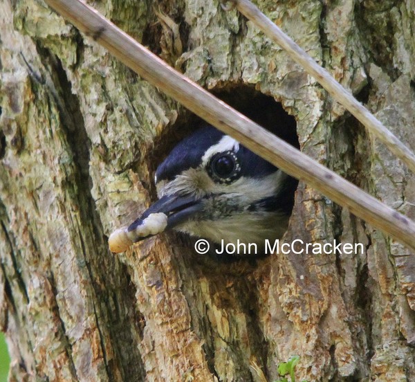Female Hairy Woodpecker with food for feeding.
