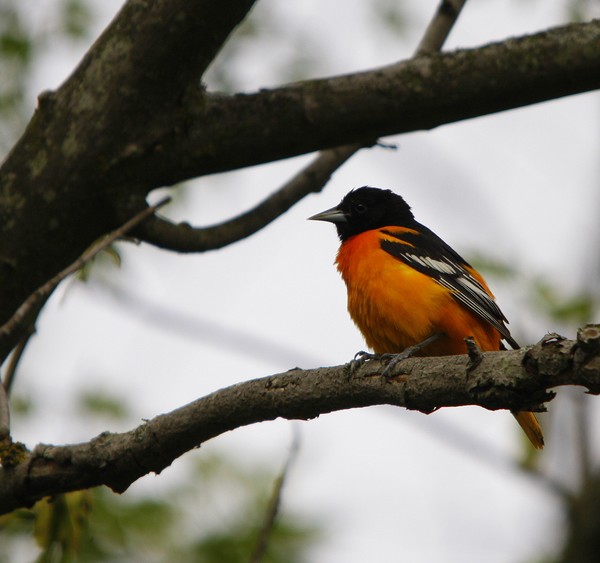 Baltimore Oriole