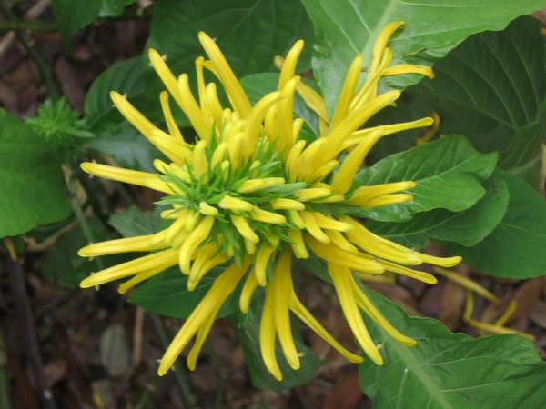 Yellow flowers