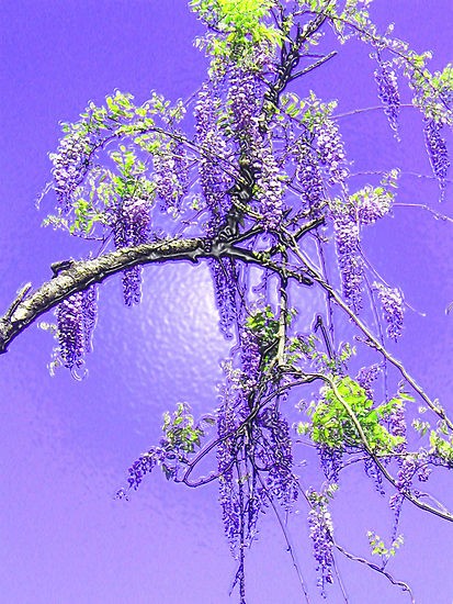 Purple Passion Wisteria