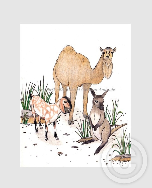 Camel, Goat & Wallaby Whimsical Illustration