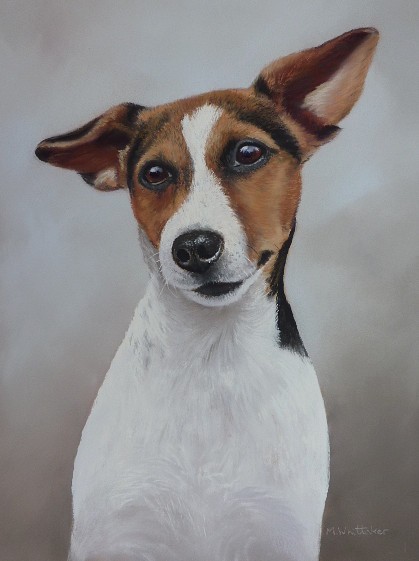 Portrait Of Jack Russell Terrier