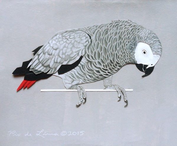 African Grey Parrot Drawing