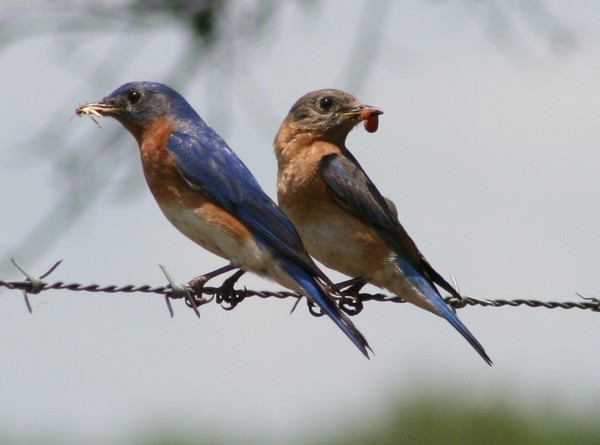 Birds on a wire