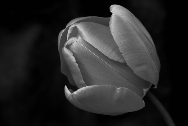 The Tulip