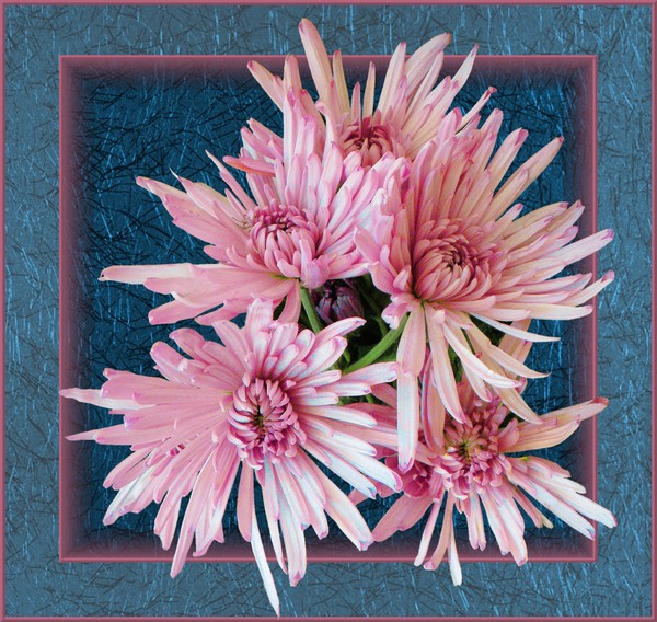 Chrysanthemum framed