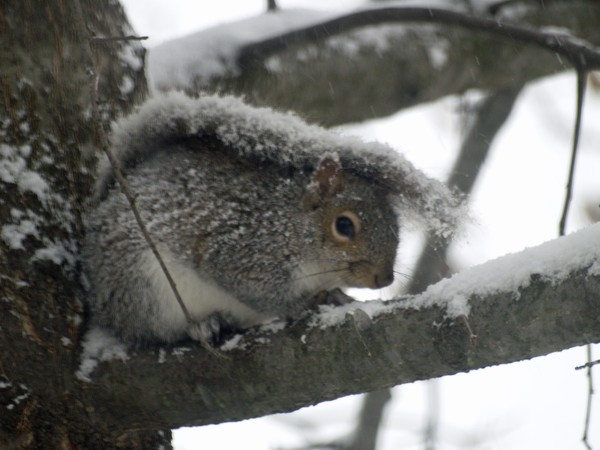 Frozen Squirrel