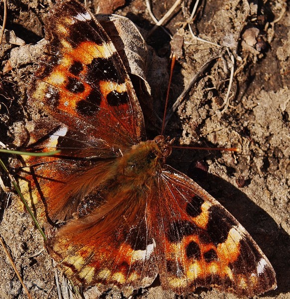 SUNNING ON MUDDY GROUND