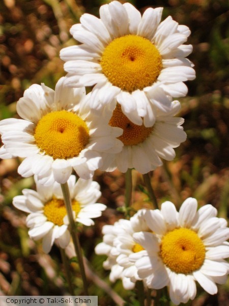 Ox Eye Daisy (Chrysanthemum lucanthemum)