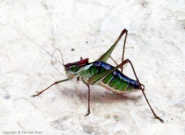 Katydid=Bush-Cricket, immature, (Family Tettigonidae) 05-15-12