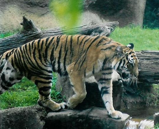 tiger pic