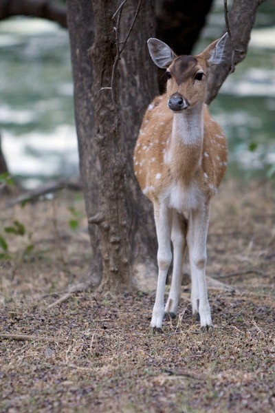 Spotted deer (Chital or Cheetal); Axis axis