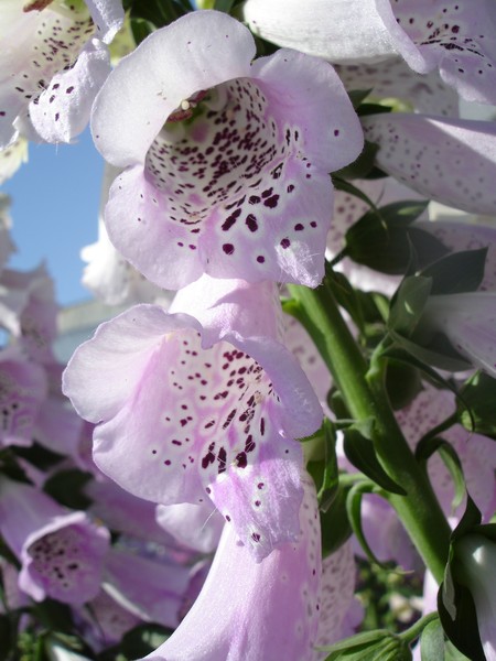 flowers in May