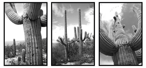 Saguaro Cactus Triptych in Black and White #1