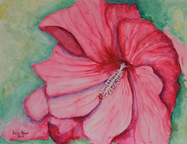 Hibiscus