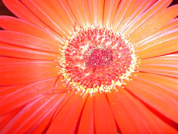 Illuminated Flower