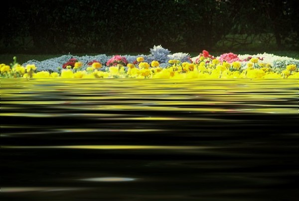 Water Flowers