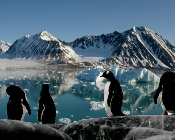 arctic and  antarctic photomontage