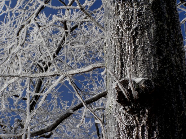 Elk Mountain  Pa  frozen  tree