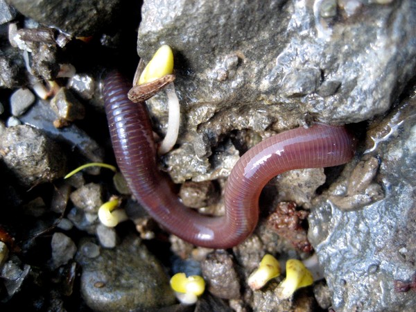 In The Earth Worm
