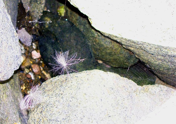 Spiderweb on rocks at Nubblelighthouse