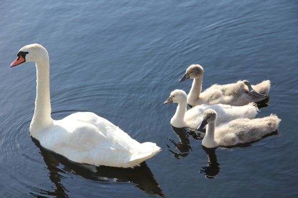 Mute Swan with her three babies- one albino