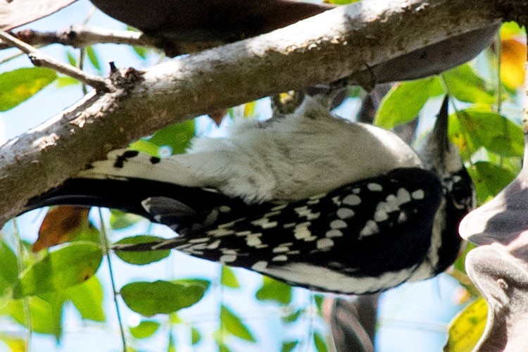 Downy Woodpecker