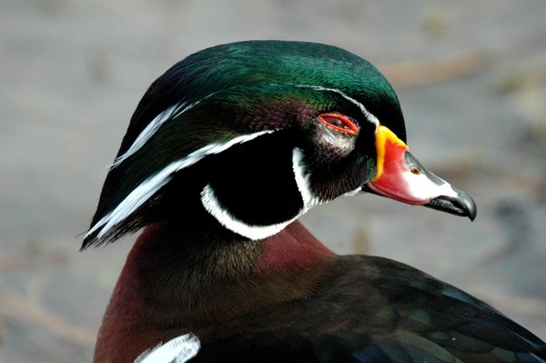 Wood Duck Face 