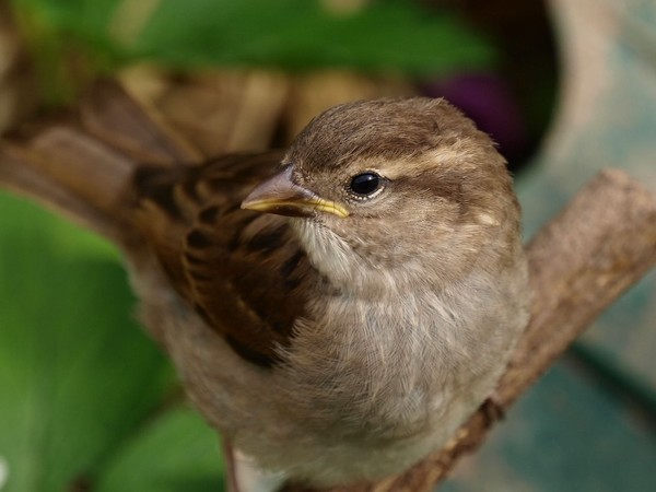 Portrait Of A Sparrow