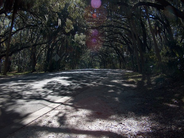 trees over the road